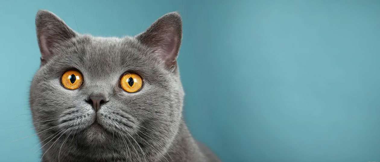 m13_cat_2